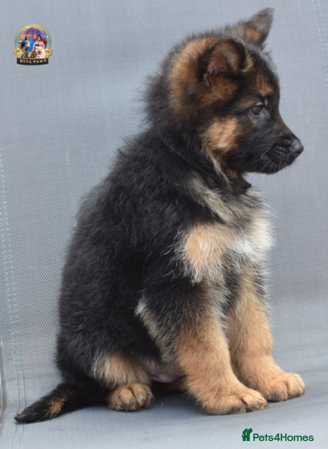 German Shepherd dogs for sale: 🤩💥READY NOW 🤩💥German shepherd puppies  - Image 15