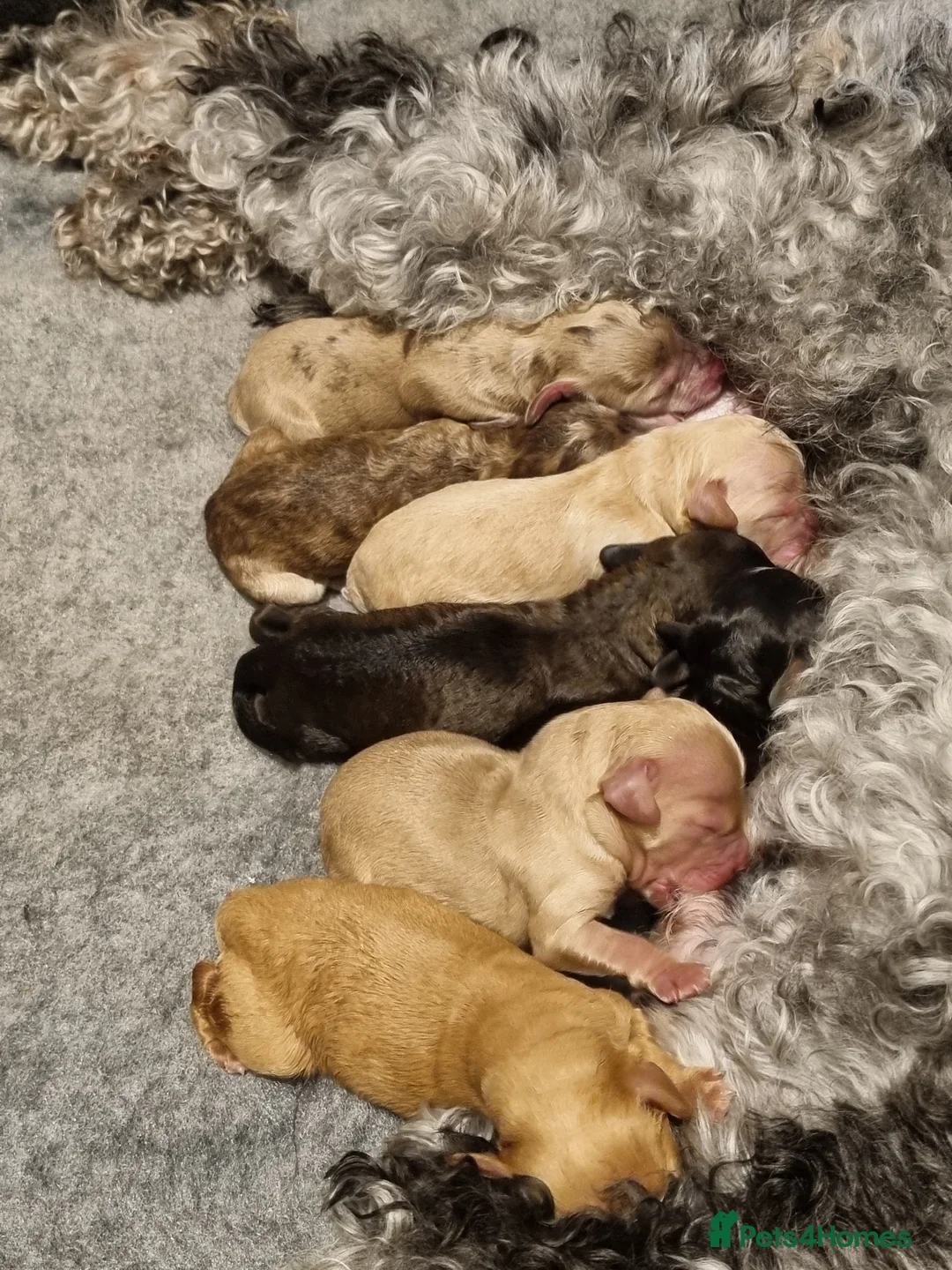 Cockapoo dogs for sale: Cockapoo puppies looking for their forever homes - Advert 4