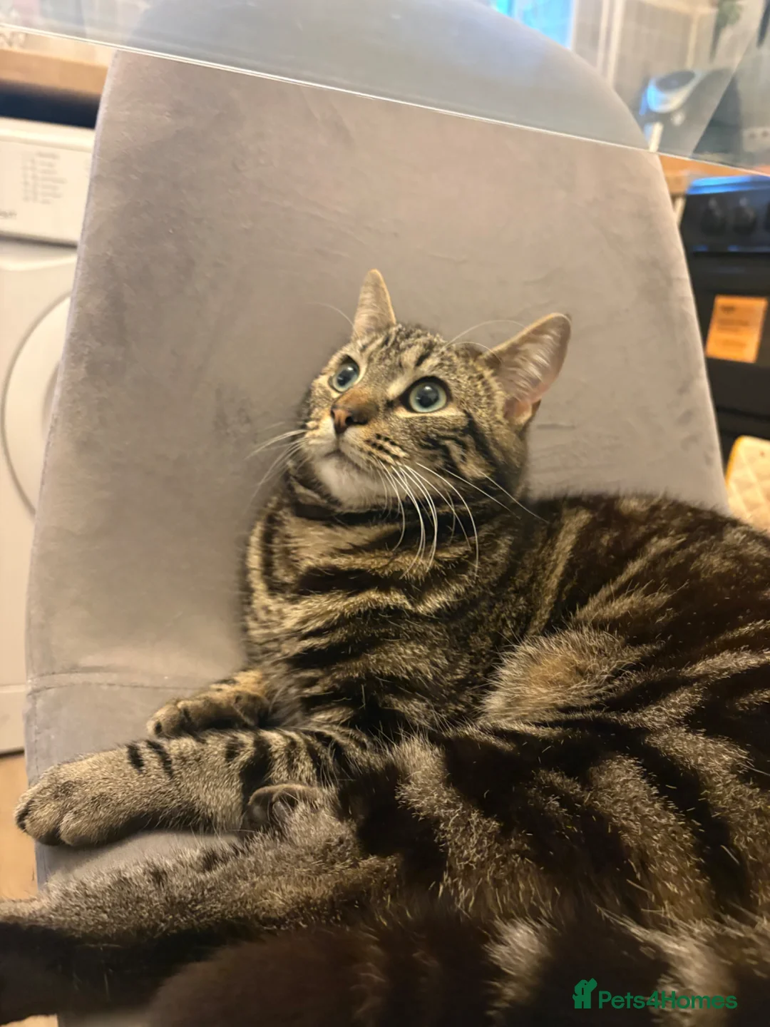 Mixed Breed cats for sale: 8 month old cat - Advert 2