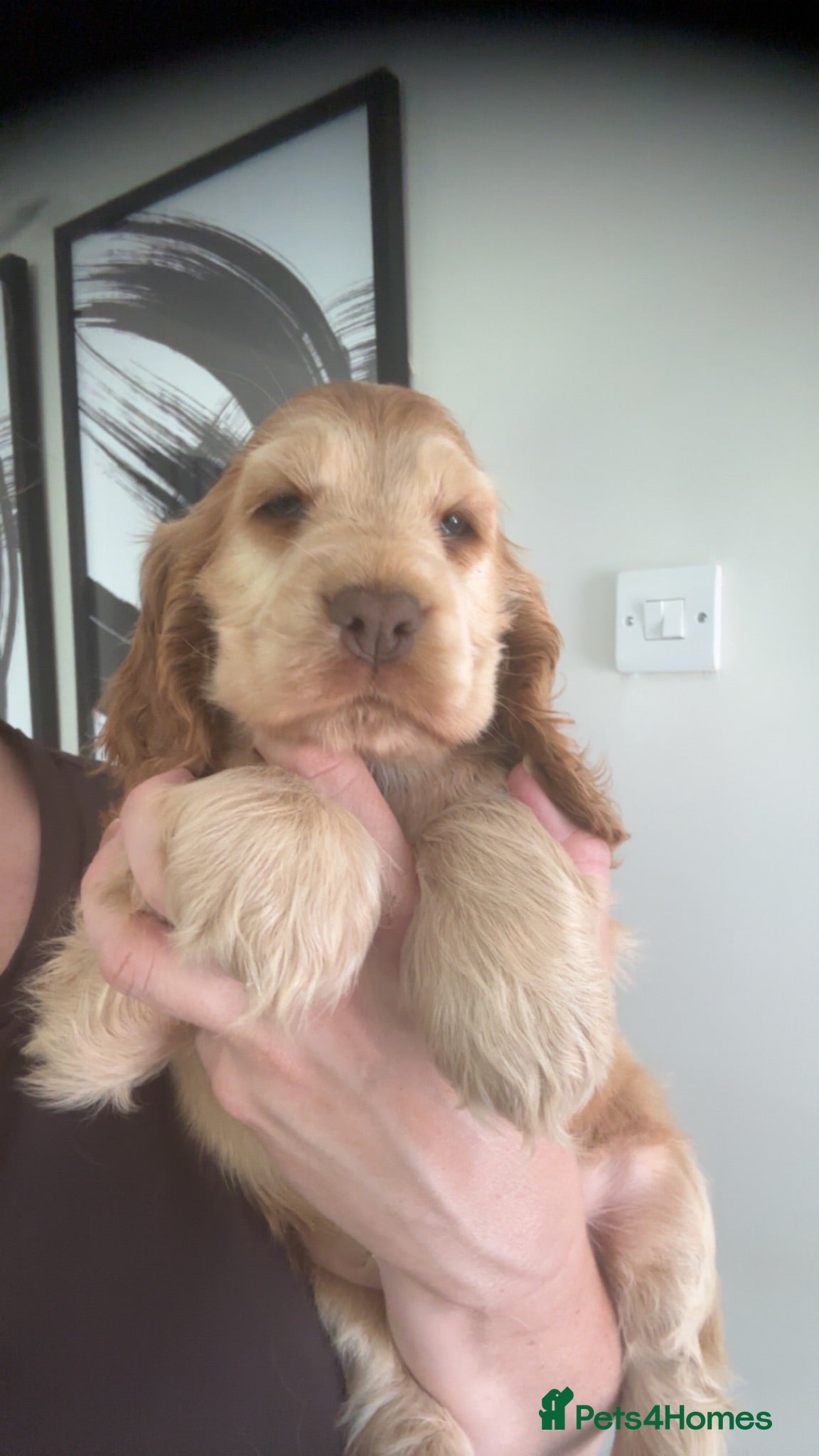 Cocker Spaniel dogs KC Registered Sable Show cocker spaniels  - Advert 1