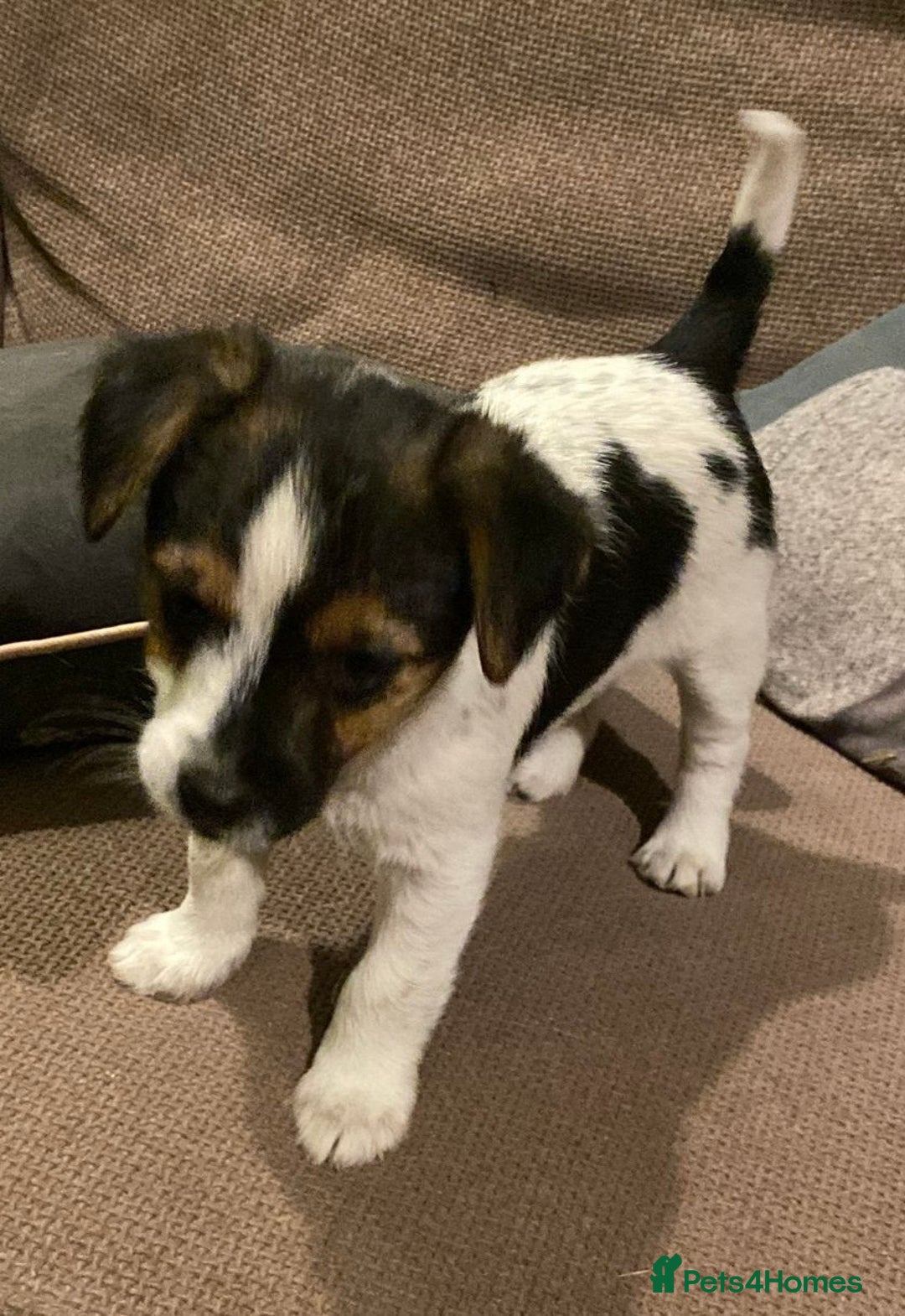 Jack Russell dogs for sale: Gorgeous Jack Russell Puppies  - Advert 4