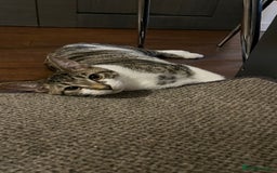 British Shorthair cats for sale: BOY KITTEN FOR SALE - Image 2