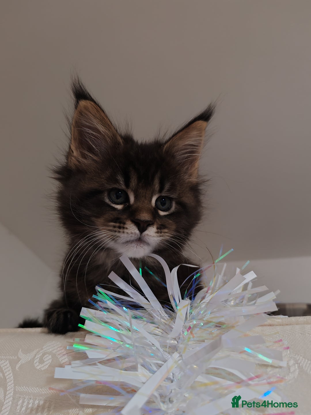 Maine Coon cats for sale: Maine coon kittens  - Advert 15