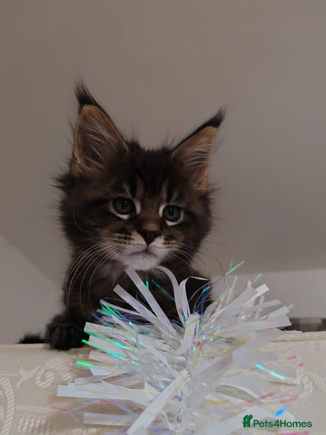 Maine Coon cats for sale: Maine coon kittens  - Advert 15