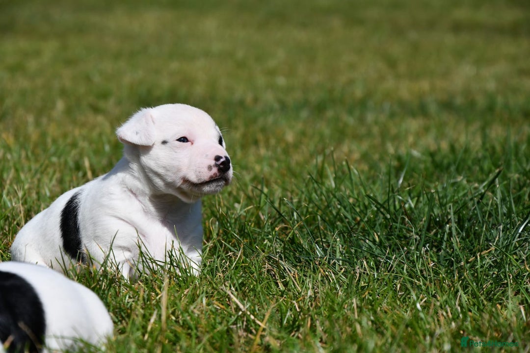 Jack Russell dogs for sale: Jack Russell puppies for sale  - Image 10