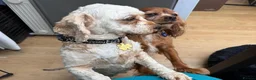 Cavapoo dogs for adoption: Pearl - Cavapoo for adoption in Weston-super-Mare - Advert 6