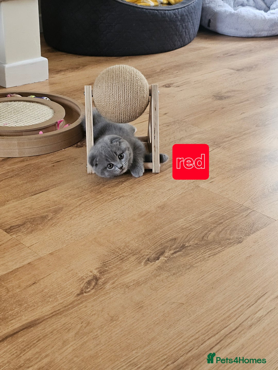 British Shorthair cats for sale: Hurry up 3 🕢Beautiful Scottish fold kitten left in Hatfield - Image 19
