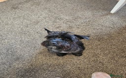 Mixed Breed dogs for sale: Shnorky - Image 3