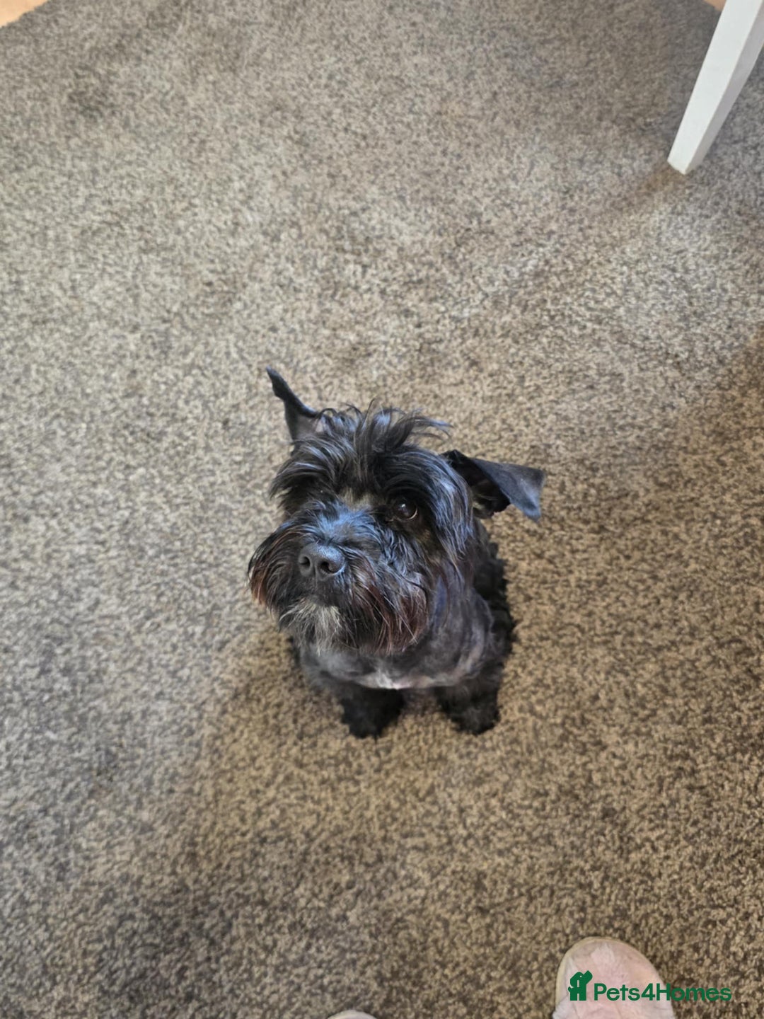 Mixed Breed dogs for sale: Shnorky - Image 3