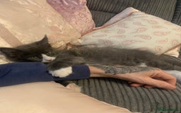 Maine Coon cats for sale: 6 beautiful maine coon kittens - Image 9