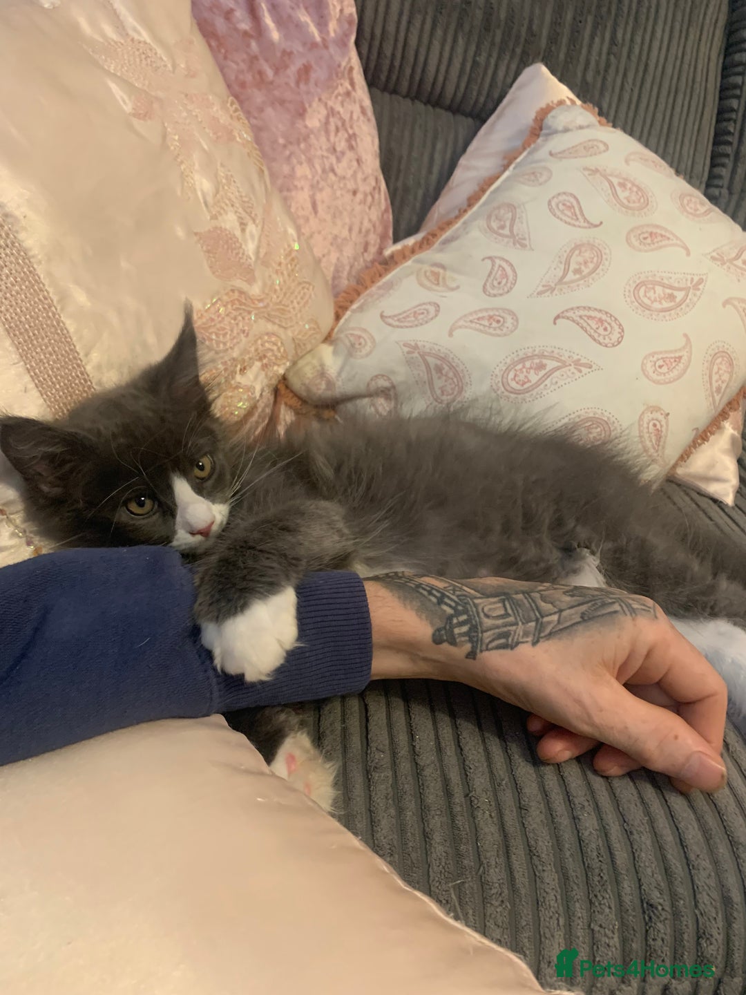 Maine Coon cats for sale: 6 beautiful maine coon kittens - Image 9