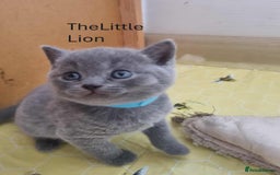 British Shorthair cats for sale: 🐾Beautiful British Shorthair Kittens 🐾 - Image 4
