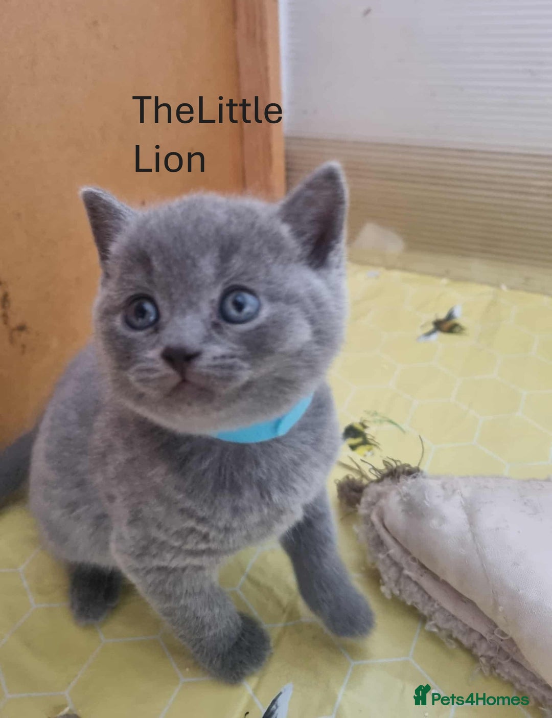 British Shorthair cats for sale: 🐾Beautiful British Shorthair Kittens 🐾 - Image 4