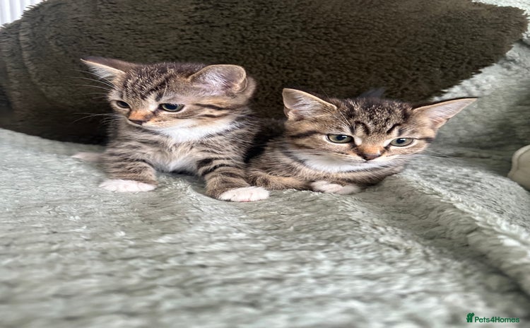 British Shorthair cats - Advert 2