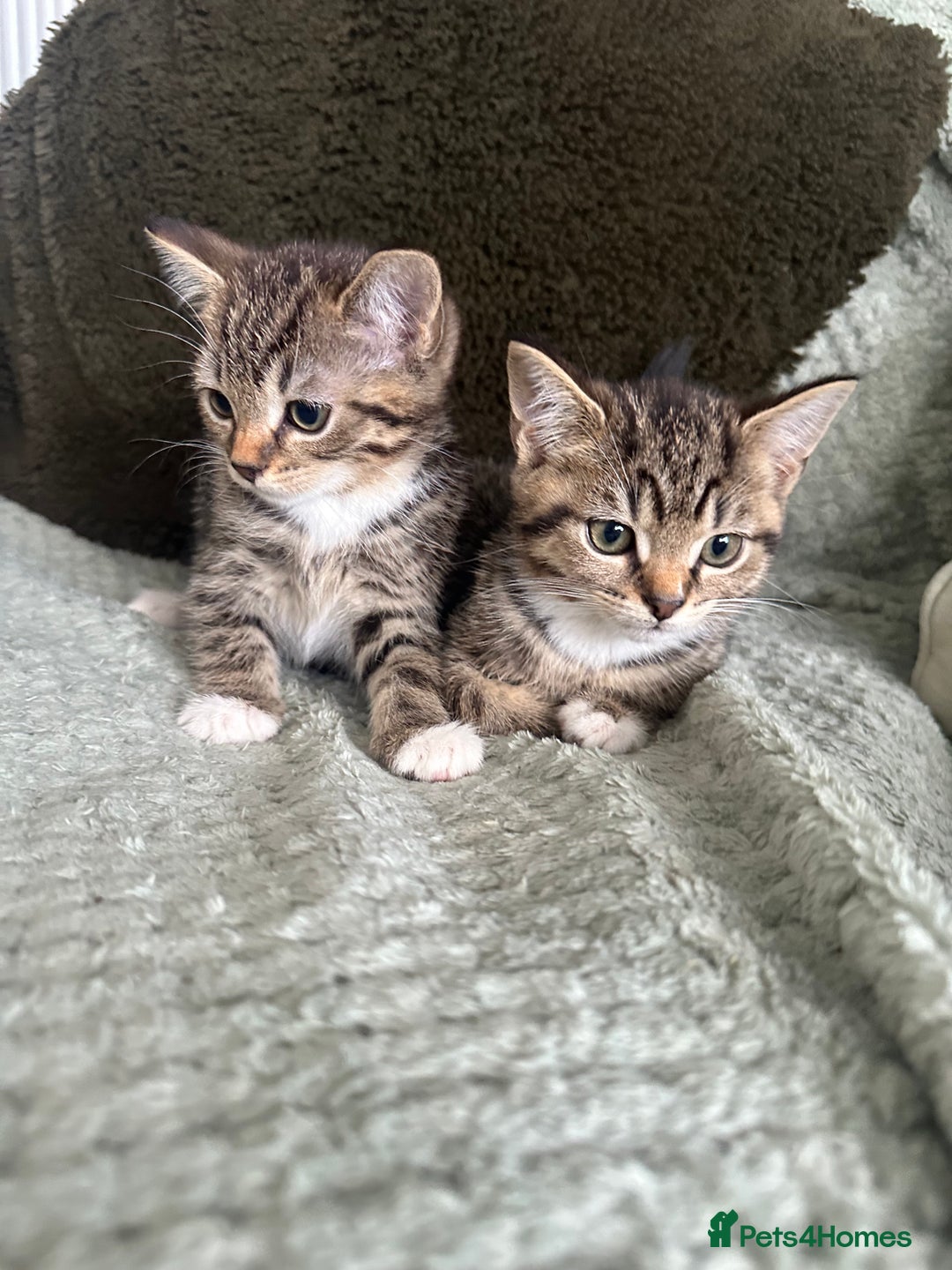 British Shorthair cats for sale: Male tabby kittens - Image 1