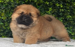 Chow Chow dogs for sale: 🧸🧸Beautiful litter of chow chow puppies🧸🧸 - Image 9