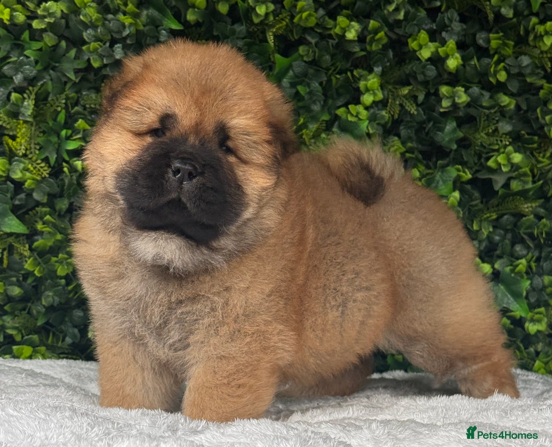 Chow Chow dogs for sale: 🧸🧸Beautiful litter of chow chow puppies🧸🧸 - Image 9