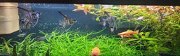 Angelfish fish for sale: Stunning stripes Angel Fish - Advert 12