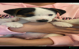 Jack Russell dogs for sale: Jack Russell pups  - Image 2