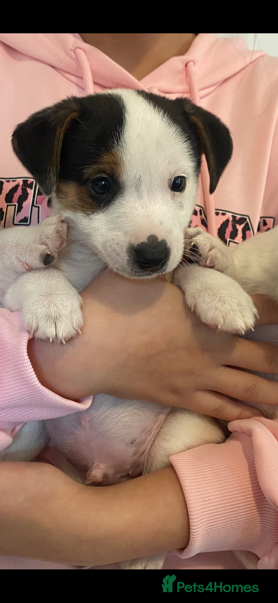 Jack Russell dogs for sale: Jack Russell pups  - Image 2