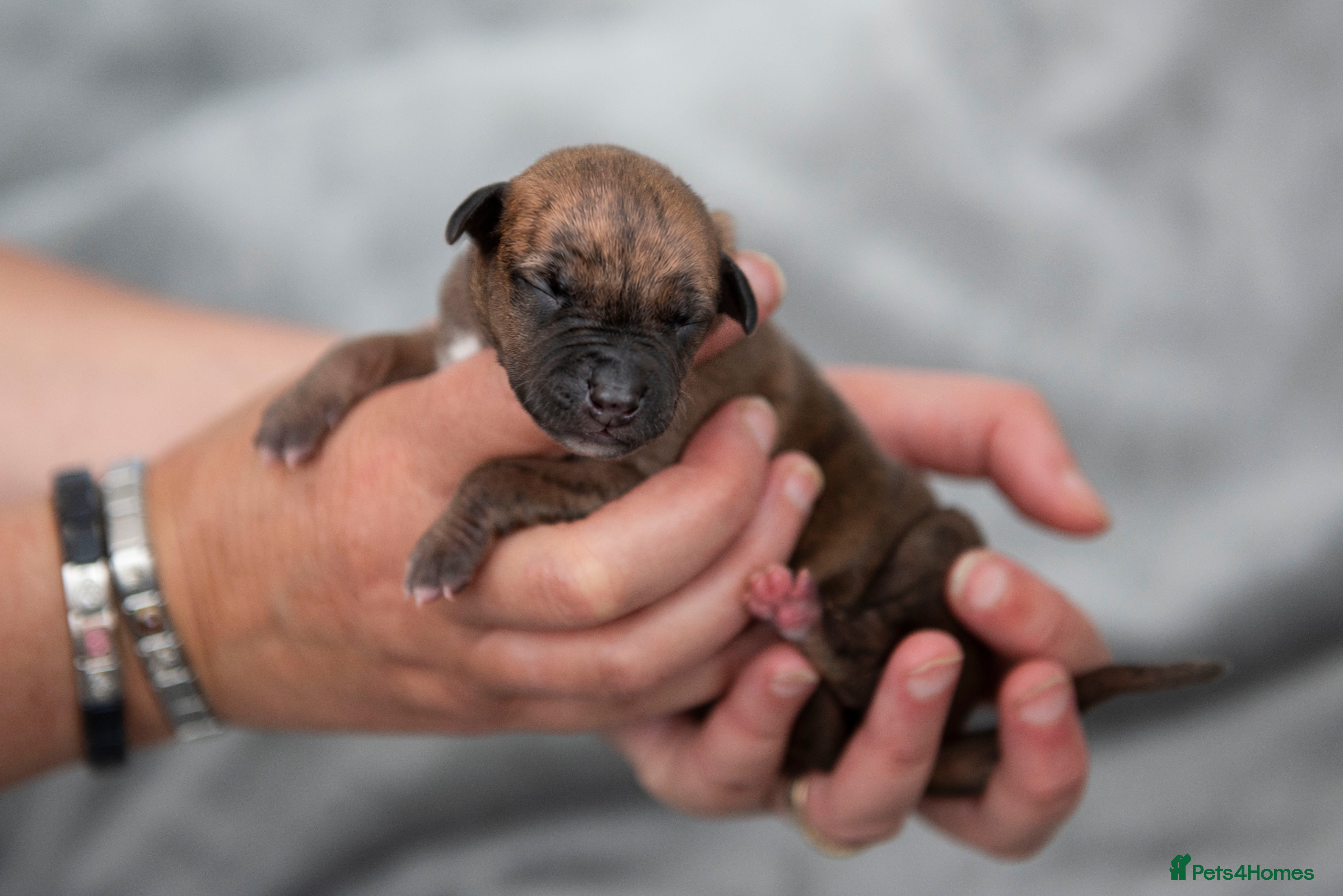 Whippet dogs STUNNING RED BRINDLE BOY & 2 BRINDLE PARTI-COLOURS - Advert 2
