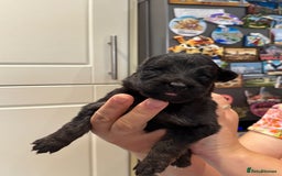 German Shepherd dogs for sale: 11 Cute German Shepherds!  - Image 24