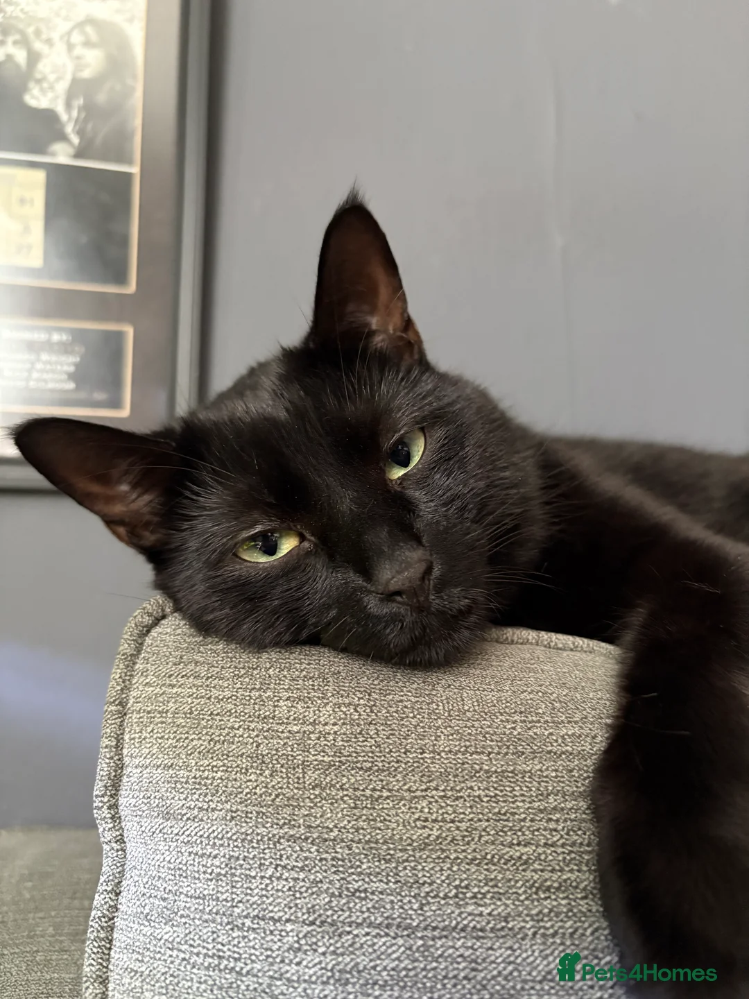 Mixed Breed cats for sale: Jiji - Black Bengal Mix - Advert 6