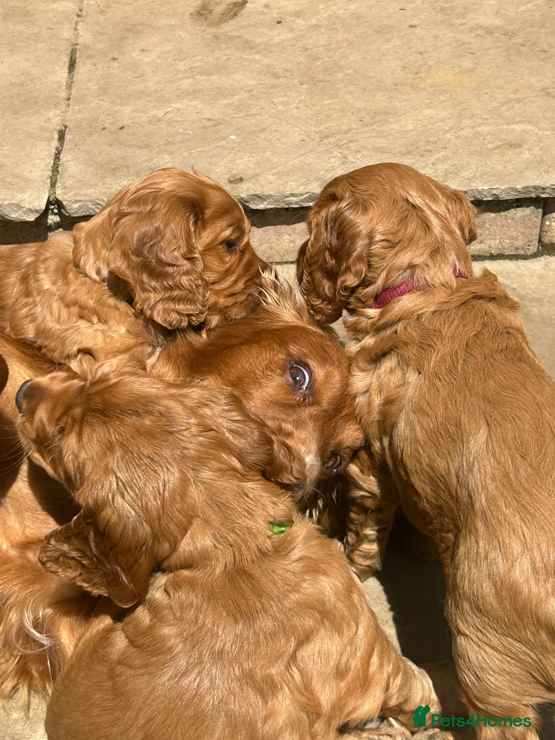 Cocker Spaniel dogs for sale:  Pedigree Red  Working workingCocker Spaniel  - Advert 2