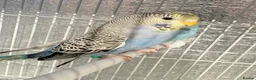 Budgerigars birds for sale: Baby budgies  - Advert 8