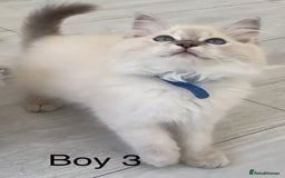 Ragdoll cats for sale: Ragdoll kittens for sale - Image 9