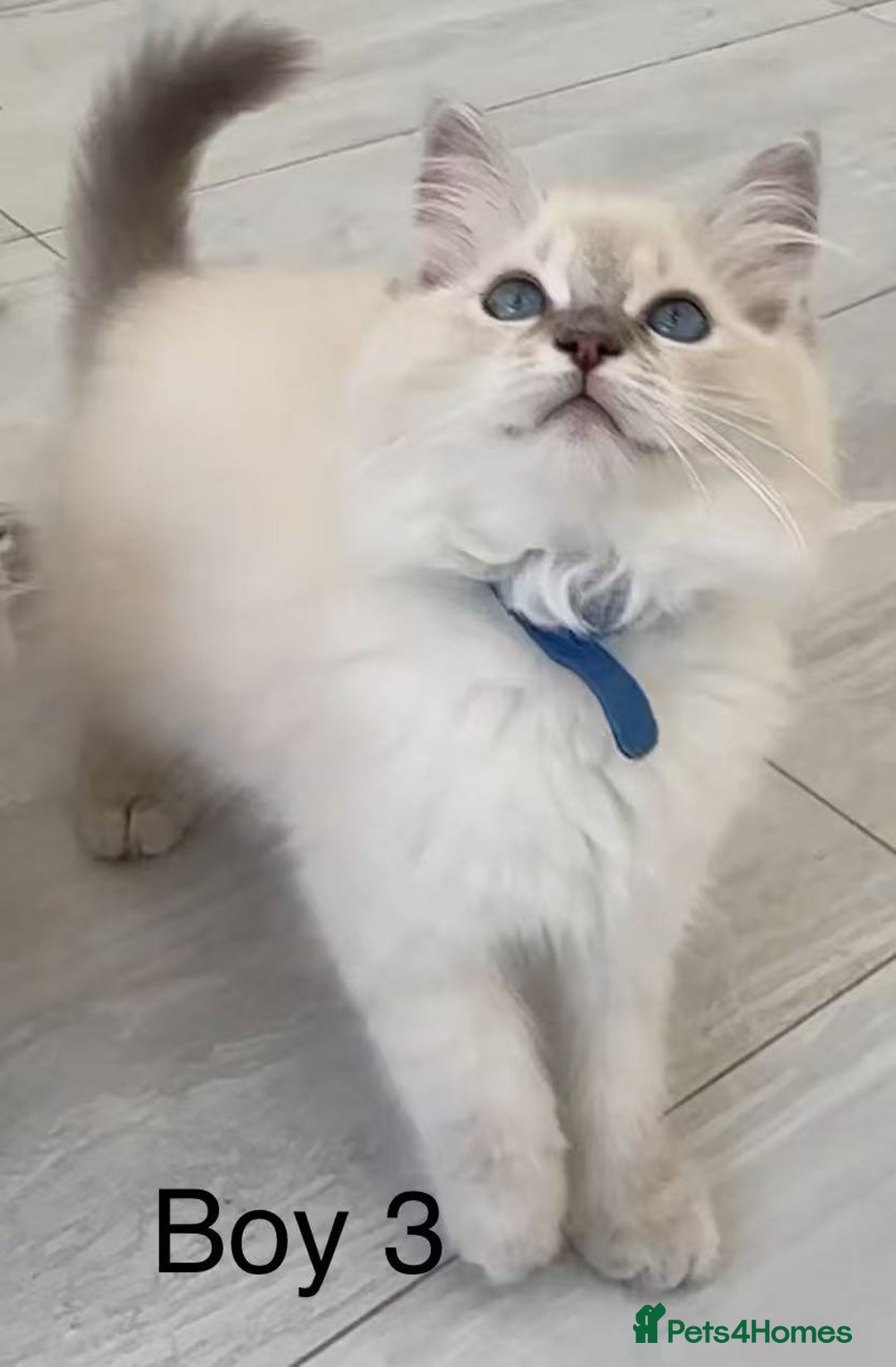 Ragdoll cats for sale: Ragdoll kittens for sale - Image 9
