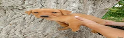 Labrador Retriever dogs for sale: Foxred labrador puppies - Advert 6