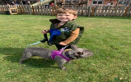 French Bulldog dogs for sale: Blue female French bulldog 2years old - Image 1