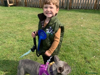 French Bulldog dogs - Advert 20