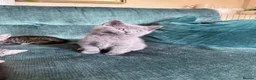 British Shorthair cats for sale: Silver Spotted British Shorthair Kittens - Advert 16