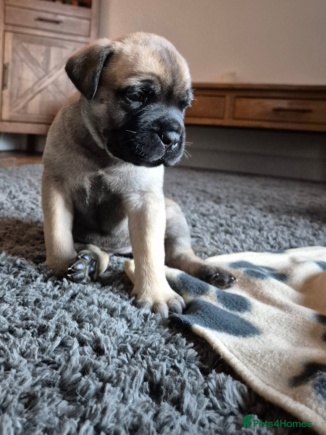 Bullmastiff dogs for sale: Beautiful Bullmastiff Puppy - Advert 2