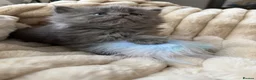 Mixed Breed cats for sale: Maine coon/Scottish fold /point  - Advert 4