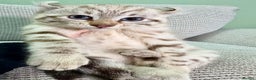 Savannah cats for sale: Superb wild looking snow leopard male  - Advert 7