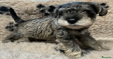 Miniature Schnauzer dogs - Advert 10