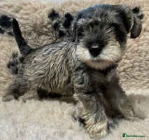 Miniature Schnauzer dogs - Advert 14