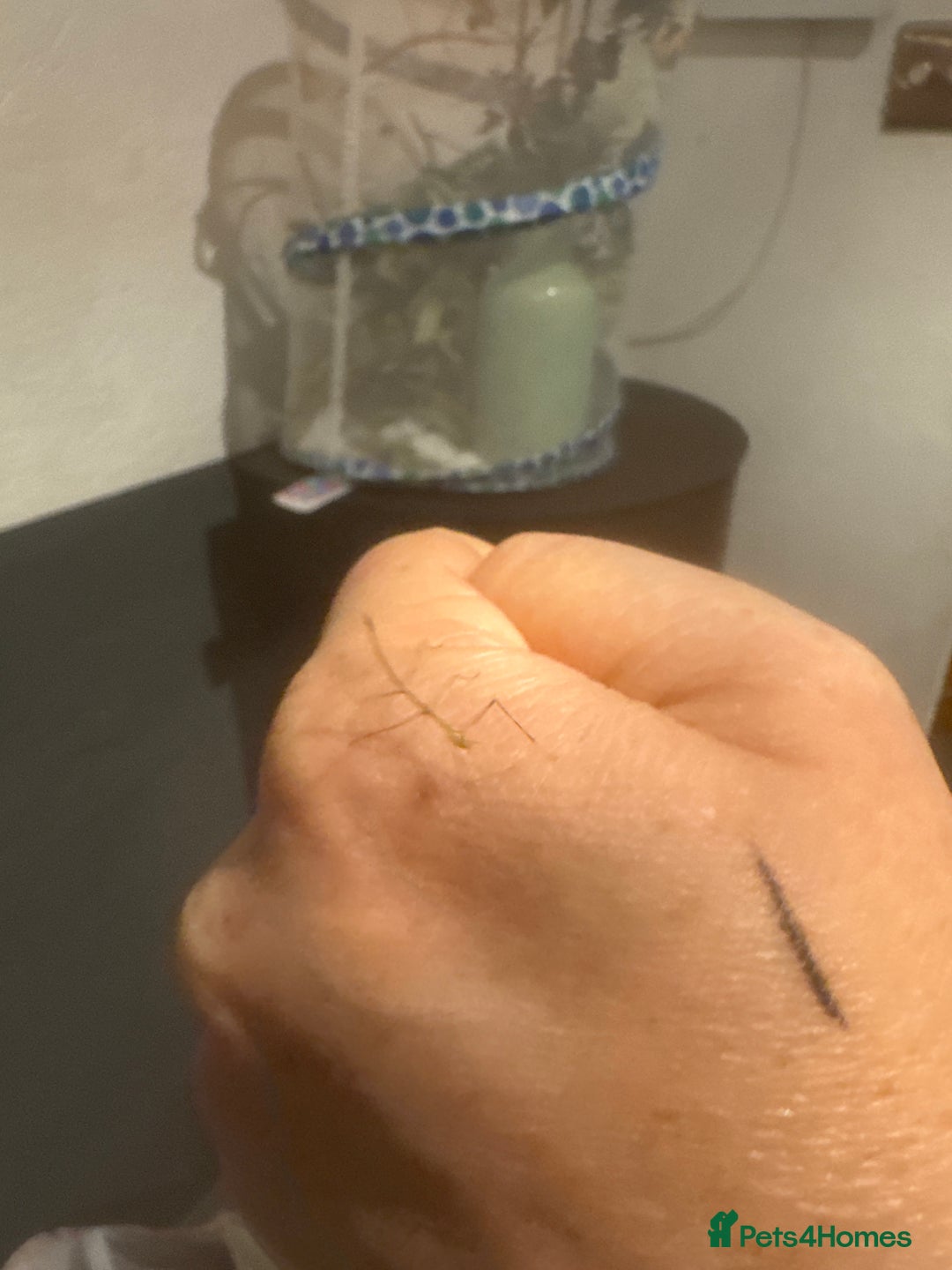 Stick Insects invertebrates for sale: Vietnamese stick insects  - Image 2