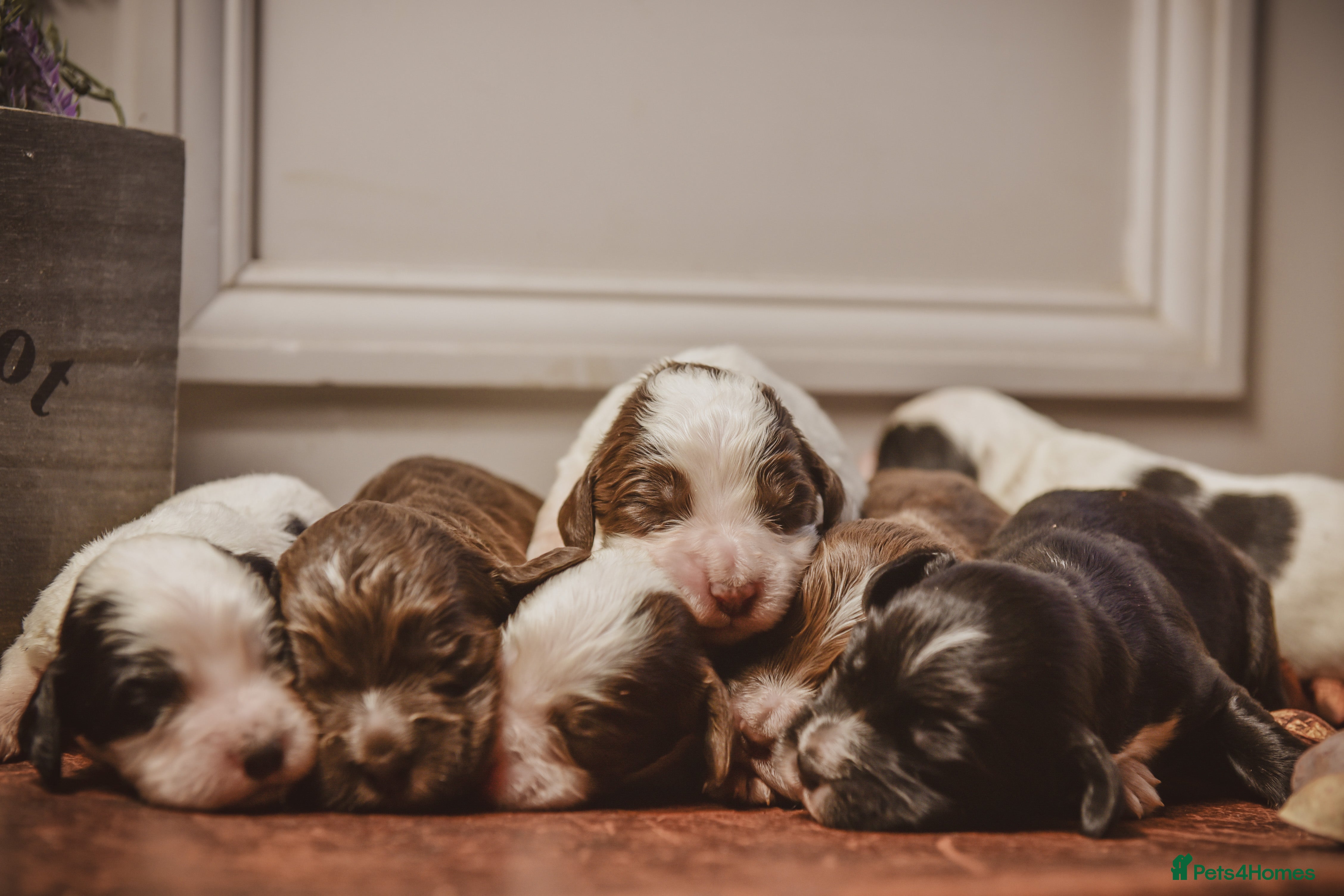 Cocker Spaniel dogs Beautiful Soft Natured Cocker Spaniels KC Reg - Advert 1