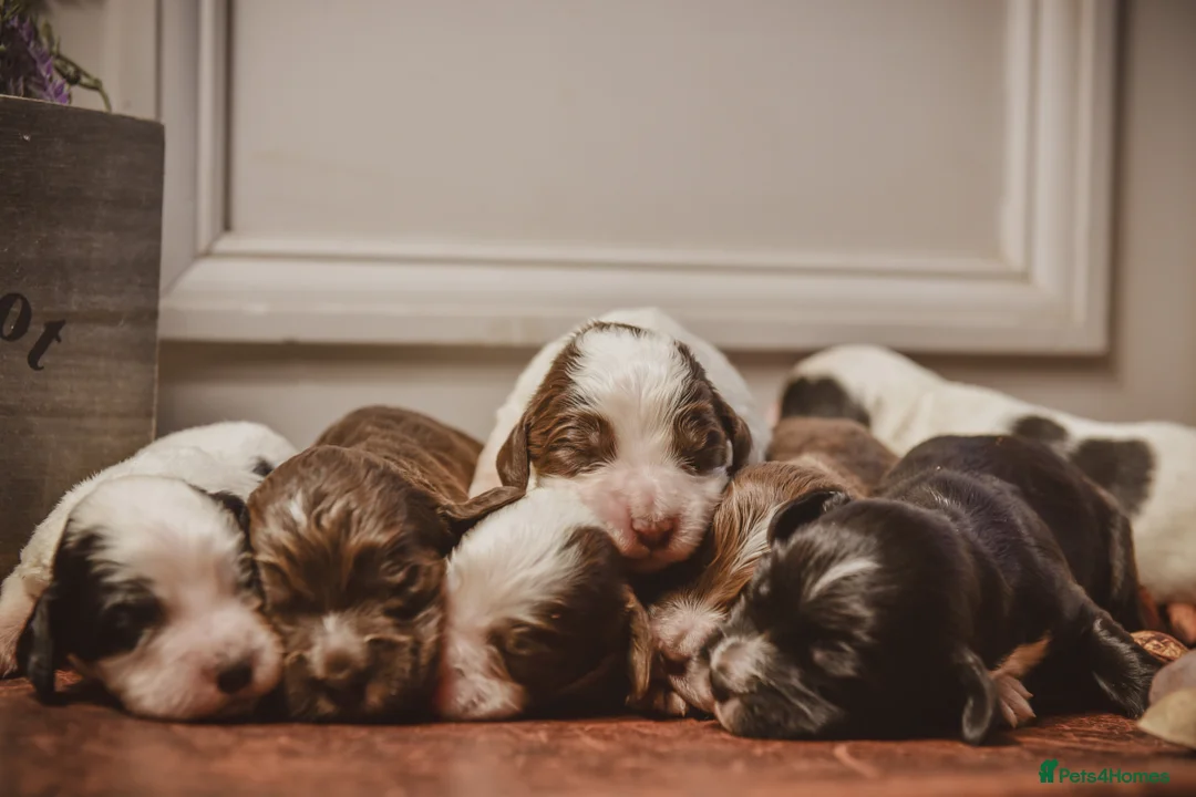 Cocker Spaniel dogs for sale: Beautiful Soft Natured Cocker Spaniels KC Reg - Advert 1