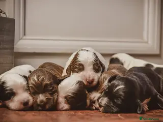 Cocker Spaniel dogs Beautiful Soft Natured Cocker Spaniels KC Reg - Advert 1