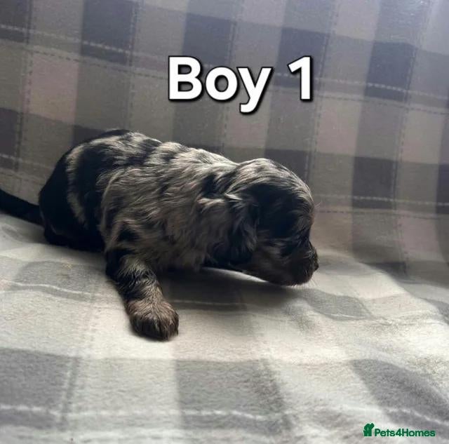 Cockapoo dogs x1 Girl & x4 Boys Available - Cockapoo Puppies  - Advert 13