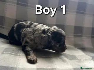 Cockapoo dogs x1 Girl & x4 Boys Available - Cockapoo Puppies - Advert 13