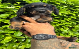 Cocker Spaniel dogs for sale: Cocker spaniels pups looking for a forever 🏡  - Image 5
