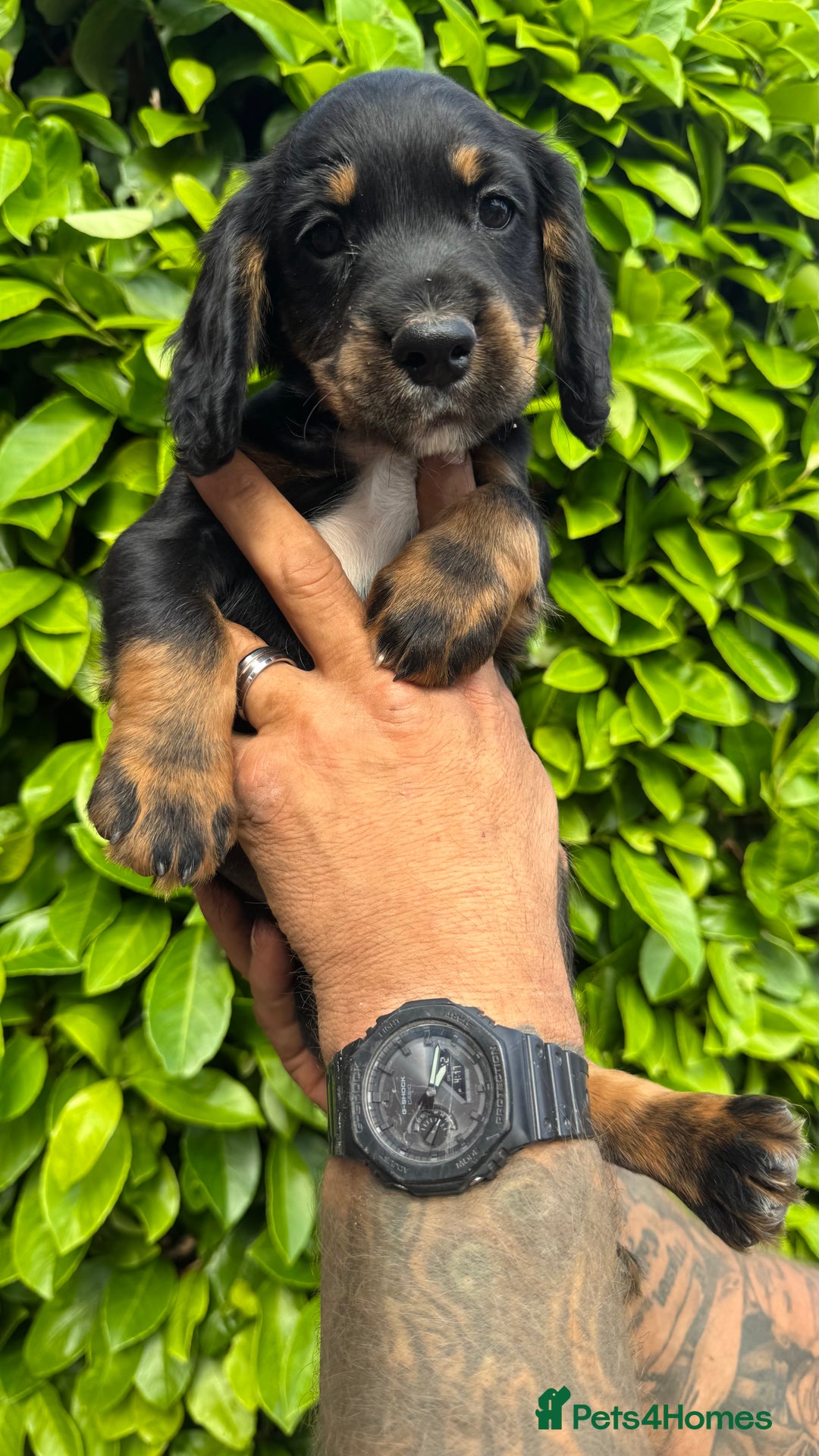 Cocker Spaniel dogs for sale: Cocker spaniels pups looking for a forever 🏡  - Image 5