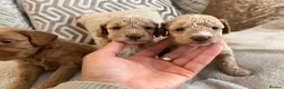 Cockapoo dogs for sale: ⭐⭐OUTSTANDING COCKAPOO PUPPIES⭐⭐ in Melton Mowbray - Advert 7