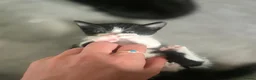 Mixed Breed cats for sale: 3 Beautiful Kittens Available  - Advert 13
